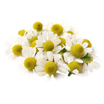 Extrato de Camomila (Matricaria chamomilla)