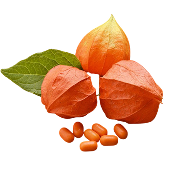 Ashwagandha (5% withanolides)