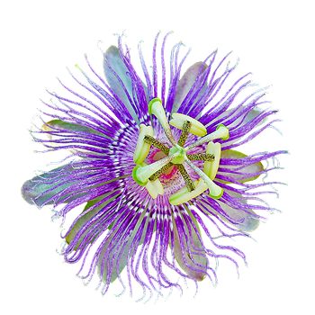 Extrato de Passiflora (Passiflora incarnata)